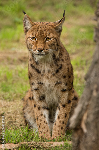 Europese lynx zit af te wachten © photoPepp