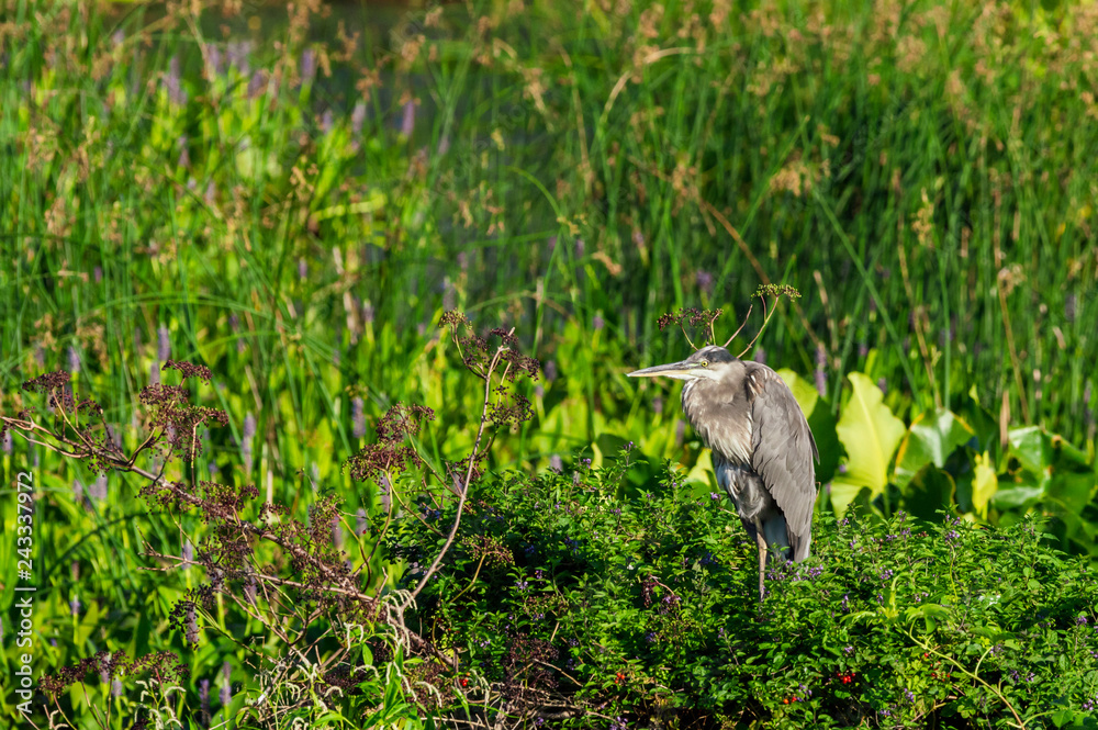 Great Blue Heron waiting patiently