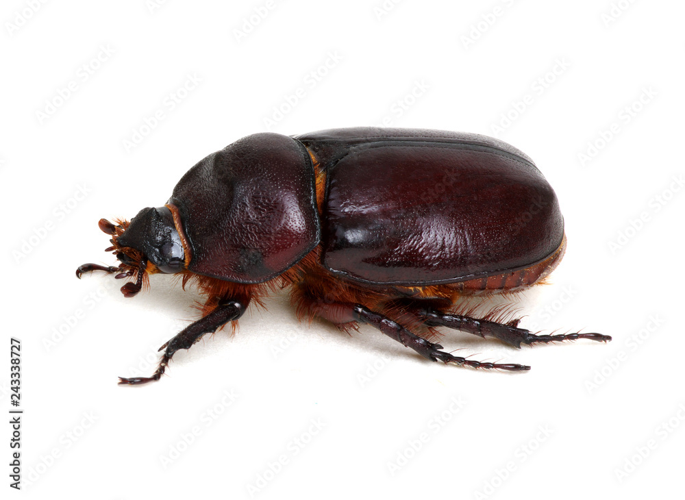 Beetle isolated on white Beetle isolated on white