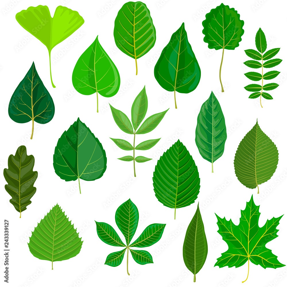 Naklejka premium vector set of tree leaves