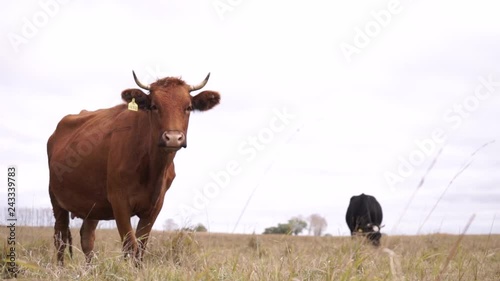 Red Cow looks uinto the camera. Long shot.