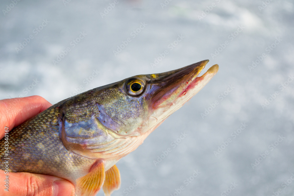 Pike fishing in winter from the ice. The fishing for big pike on the spinner. Sport fishing on the predator. Pike fishing in winter from the ice. The fishing for big pike on the spinner. Sport fishing on the predator.