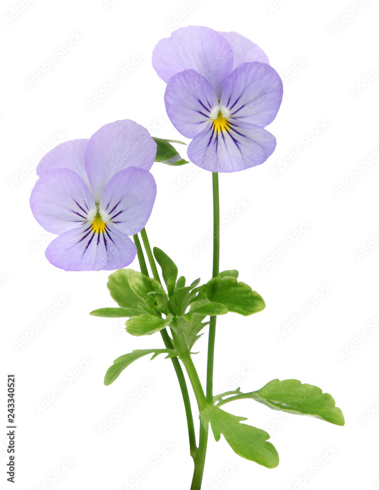Fleur de Viola cornuta Fleur de Viola cornuta
