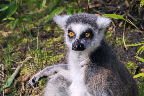 Close-up portrait of a ring-tailed lemur © ptashkan