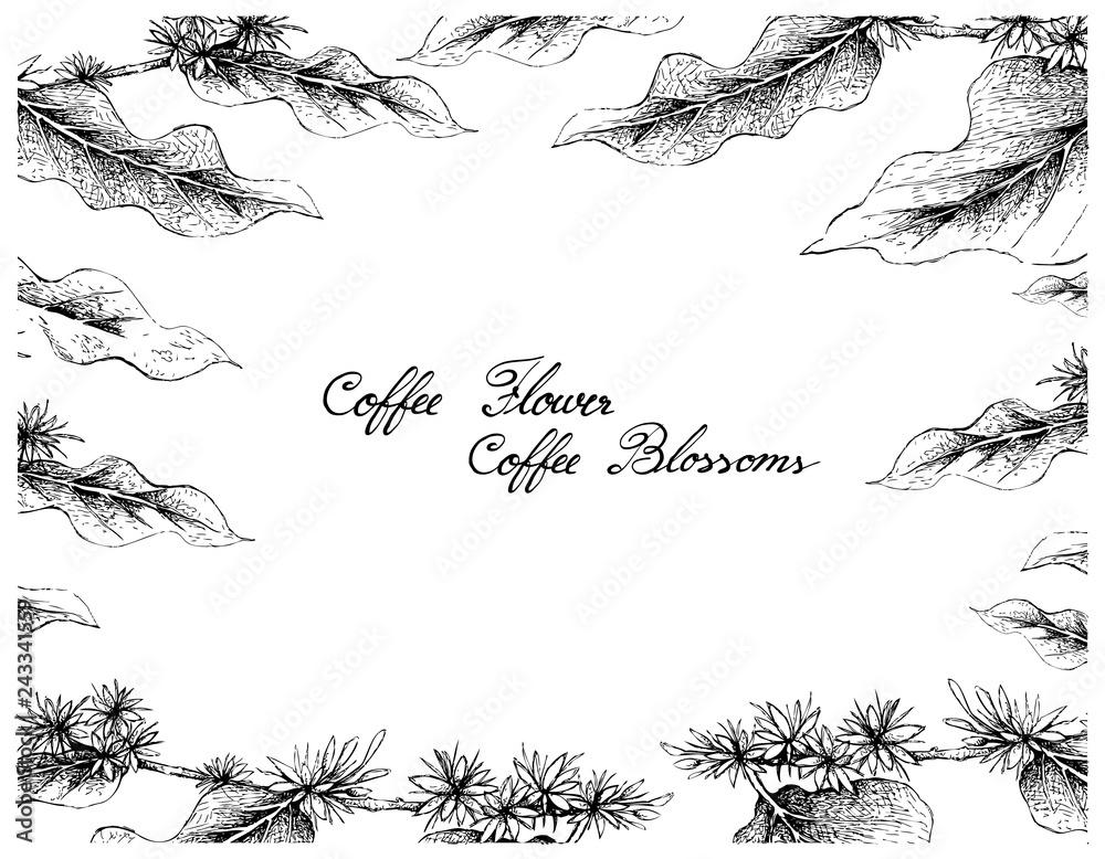 Naklejka Rama ilustracja ręcznie rysowane szkic świeży biały kwiat kawy lub kwiaty kawy z liśćmi na białym tle na białym tle