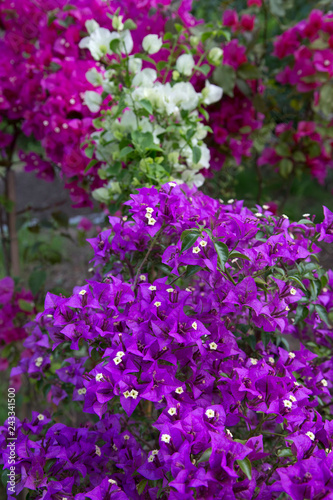 Beautiful Colorful Bougainvillea Flowers Close Up