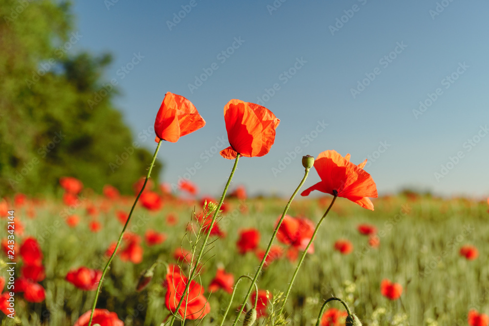 Poppy field. Wild poppy, red poppy. Unusual flowers. Red poppy flowers in the field. Poppy field. Wild poppy, red poppy. Unusual flowers. Red poppy flowers in the field.