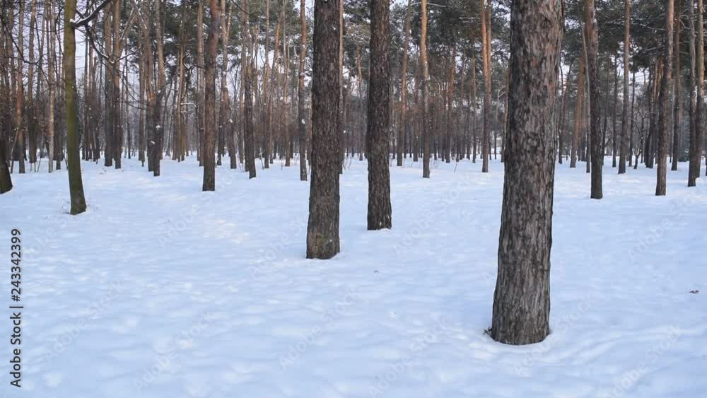 Very beautiful winter forest Park in the city. Very beautiful winter forest Park in the city.