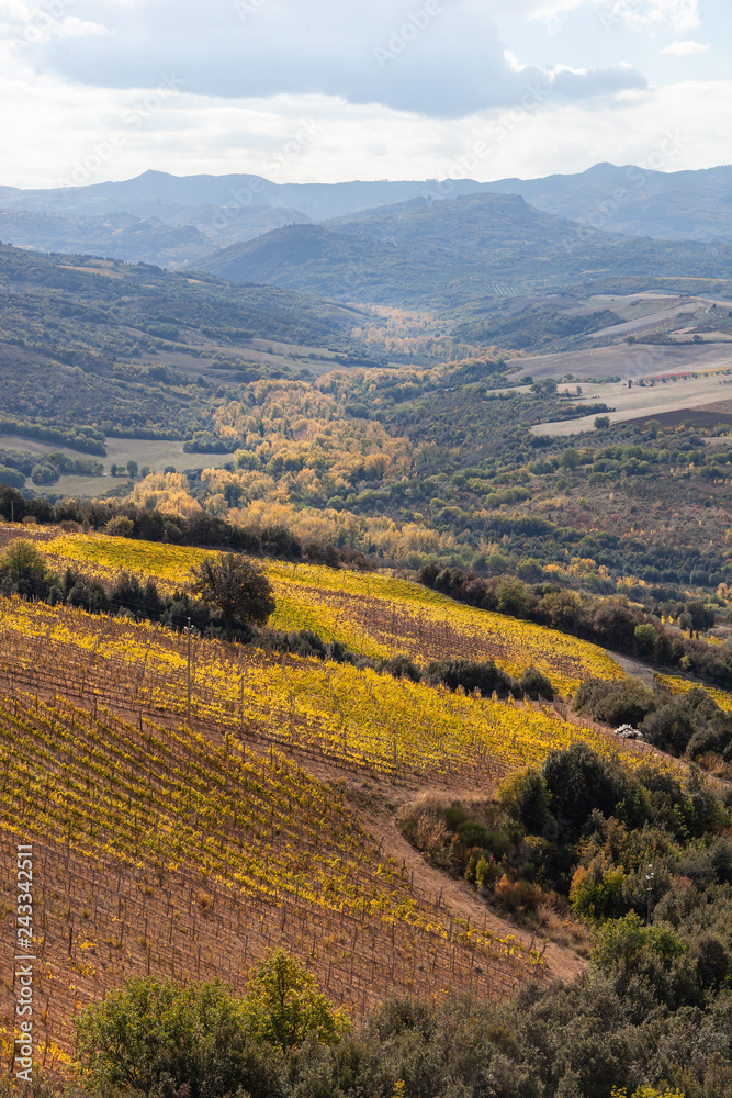 The picturesque autumn Tuscany landscape: valley with yellow vineyards and arable fields on the hills, Italy