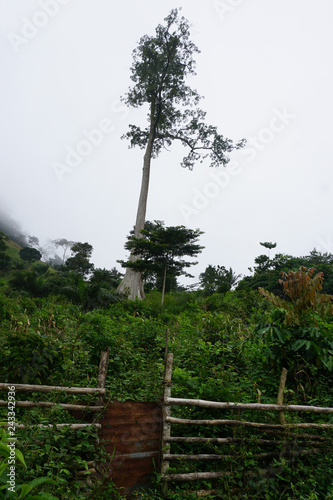 giant tree in the mountains of togo, africa photo