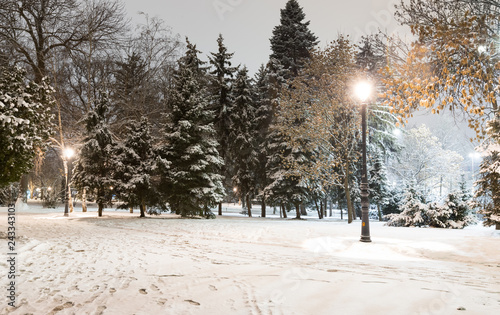 Sofia at winter night: City park (Borisova gradina), Bulgaria photo