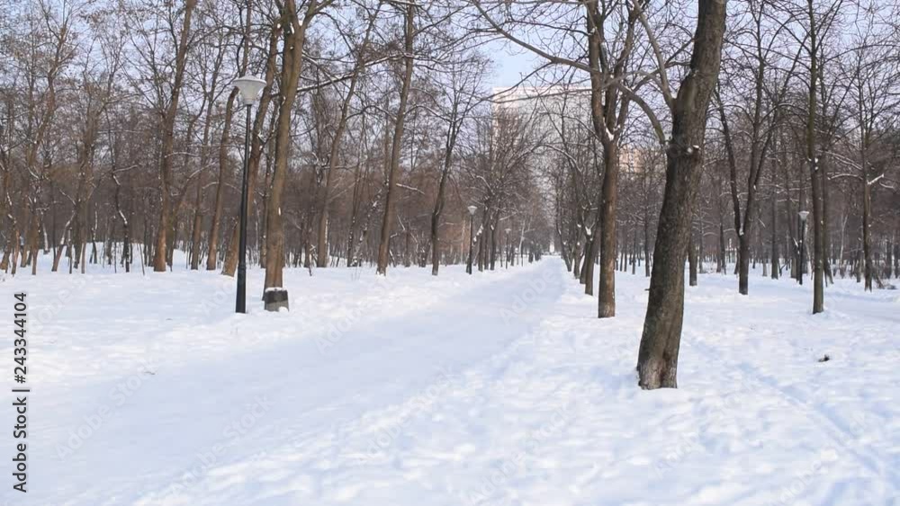 Fabulous forest winter Park in nature. Fabulous forest winter Park in nature.