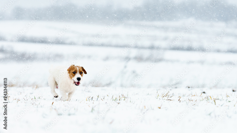 A small white dog, a purebred jack russell terrier is running on a snow-covered meadow. A small white dog, a purebred jack russell terrier is running on a snow-covered meadow.