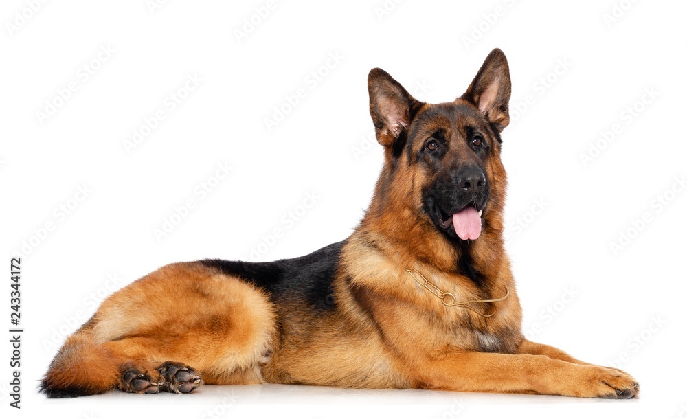 German Shepherd Dog  Isolated  on white Background in studio