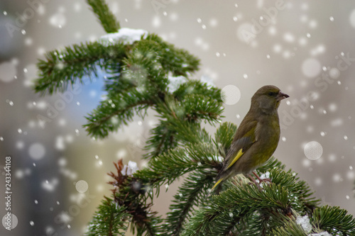 dzwoniec - mały ptaszek zimą © Basia