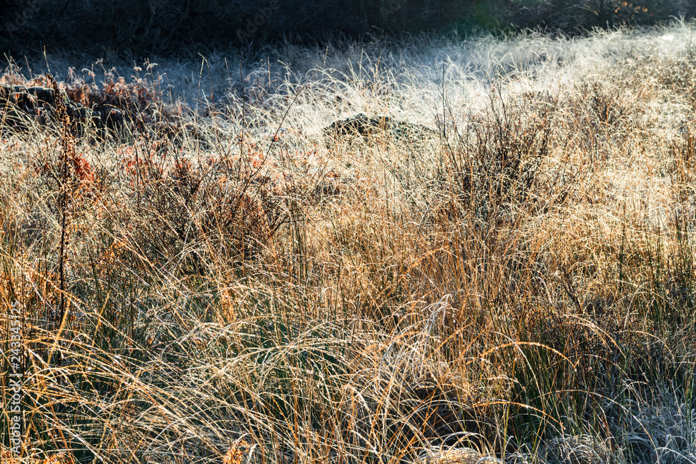 Hoar frost covering the grasses around Glenfinnan Viaduct. Argyll, Scotland Hoar frost covering the grasses around Glenfinnan Viaduct. Argyll, Scotland