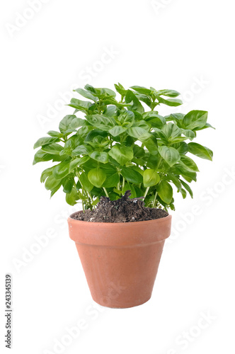 basil in terracotta pot isolated on white background