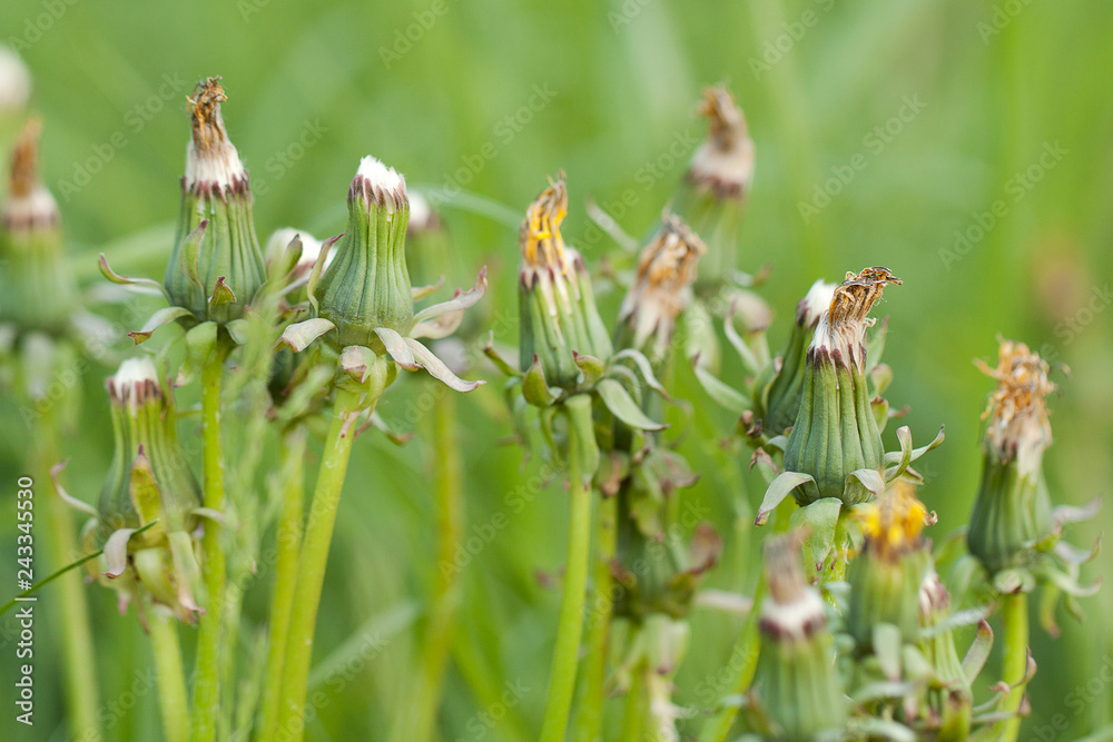 few funny faded dandelions in a summer field few funny faded dandelions in a summer field