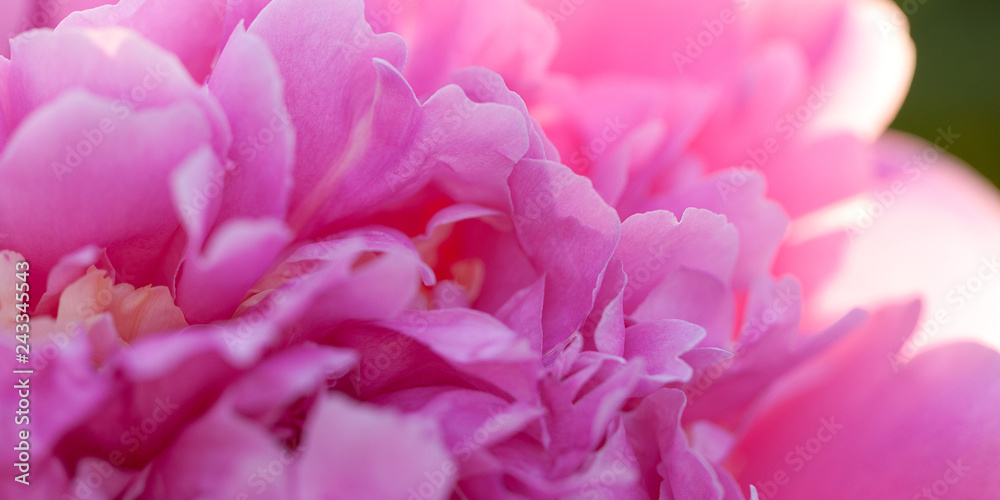 beautiful bright fluffy peony flower with delicate petals, macro