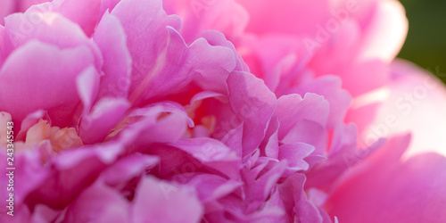 beautiful bright fluffy peony flower with delicate petals, macro