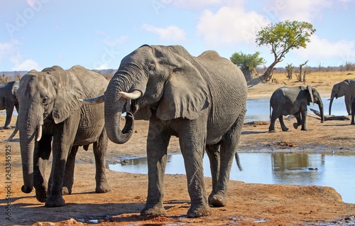 Two African Elephants - Africana Losodonta - drinking from a waterhole in Hwange National Park  Zimbabwe.  There is a small herd of elephants in the background.