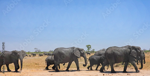 Large Herd of Elephants walking across the dry African Savannah with a clear blue sky  Hwange National Park  Zimbabe