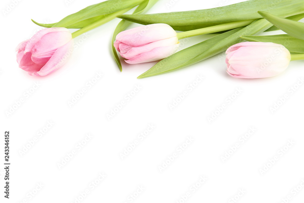 Bouquet of pink tulips on white background Bouquet of pink tulips on white background