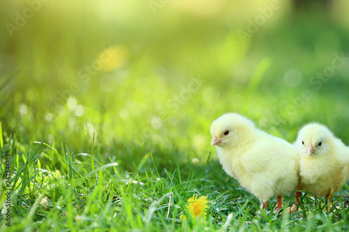 Little chicks on green grass in the park