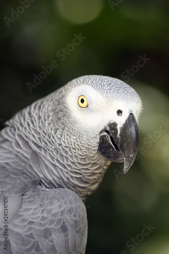 The grey parrot (Psittacus erithacus), also known as the Congo grey parrot or African grey parrot, portrait with green background. photo