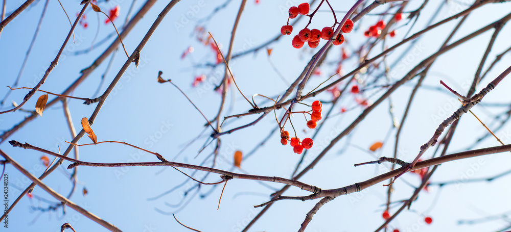 berries and stalks of mountain ash against the sky texture