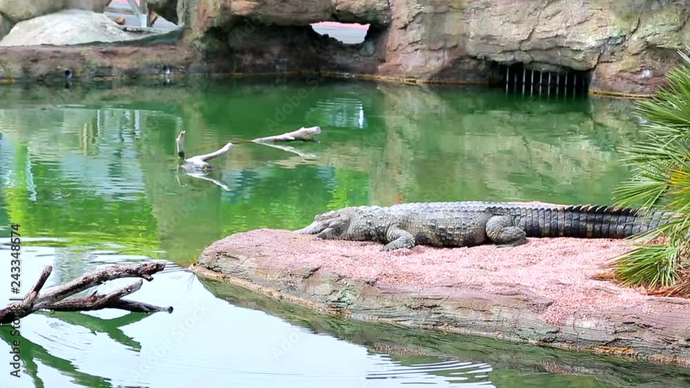 crocodile is resting on the shore of the lake. It is surrounded by a large lake and dry trees in the water. crocodile is resting on the shore of the lake. It is surrounded by a large lake and dry trees in the water.