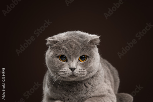 Scottish fold gray cat