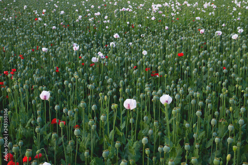Fototapeta Naklejka Na Ścianę i Meble -  Cultivar of papaver somniferum in Spain
