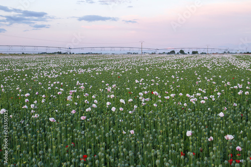 Fototapeta Naklejka Na Ścianę i Meble -  Papaver somniferum industrial plantation in Castilla La Mancha, Spain