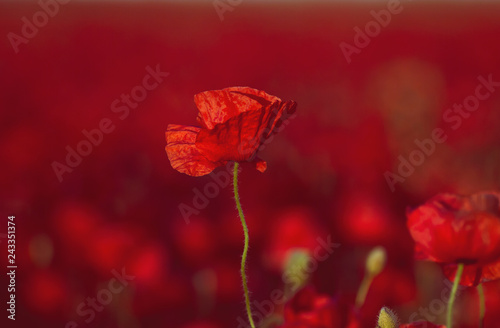 Fototapeta Naklejka Na Ścianę i Meble -  red papaver or poppy flowers field blooming in spring