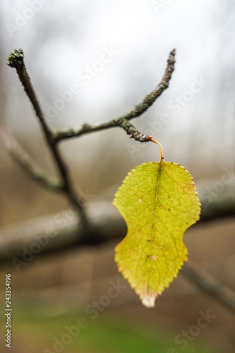 The last green leaf on a tree in the autumn cloudy forest
