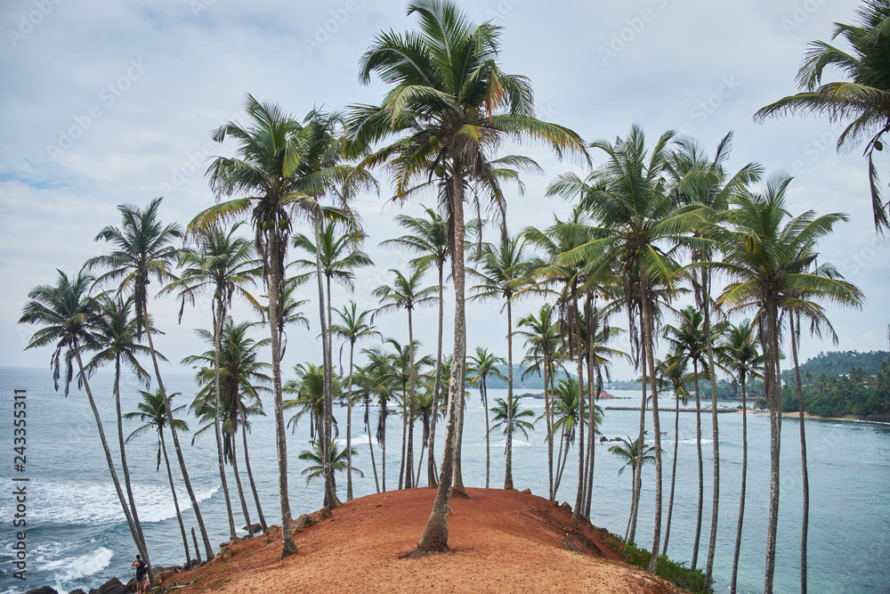 Palms. secret beach. Mirissa, Sri Lanka