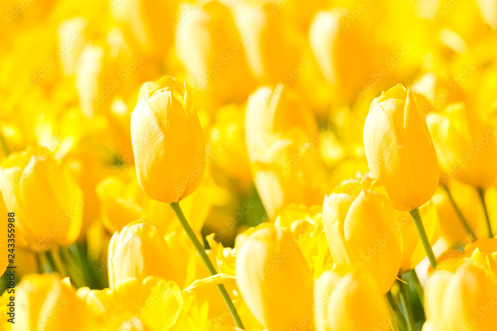 Obraz premium Blooming colorful tulips flowerbed in public flower garden. Popular tourist site. Lisse, Holland, Netherlands. Selective focus. Nature natural flowers spring background