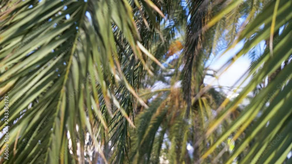 Beautiful palm trees in 4K slow motion 60fps Beautiful palm trees in 4K slow motion 60fps