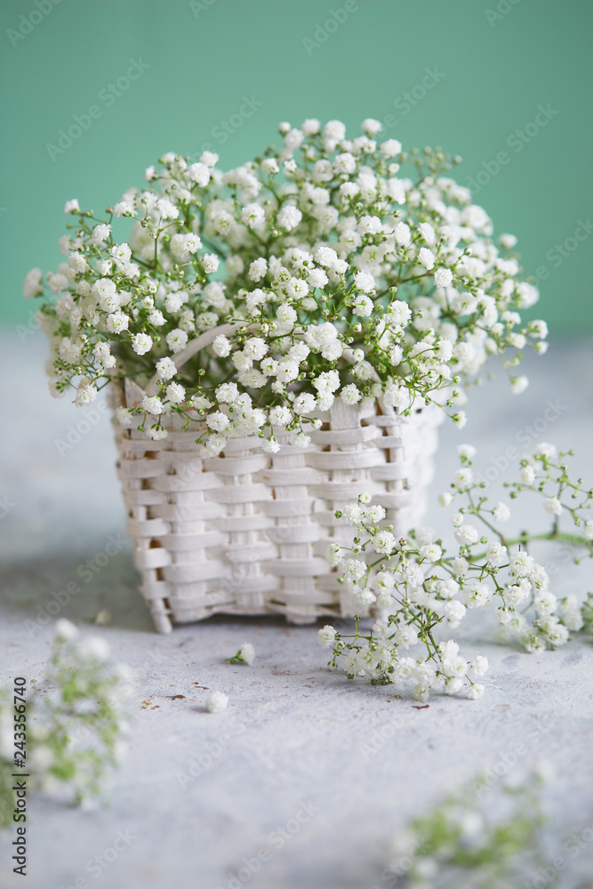 Close-up of baby's breath flowers