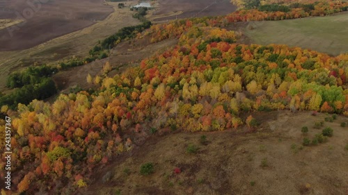 Beautiful autumn forest