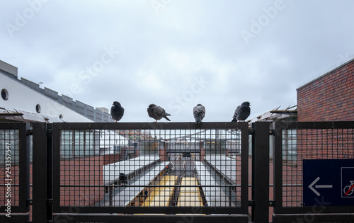 Tauben der Stadt