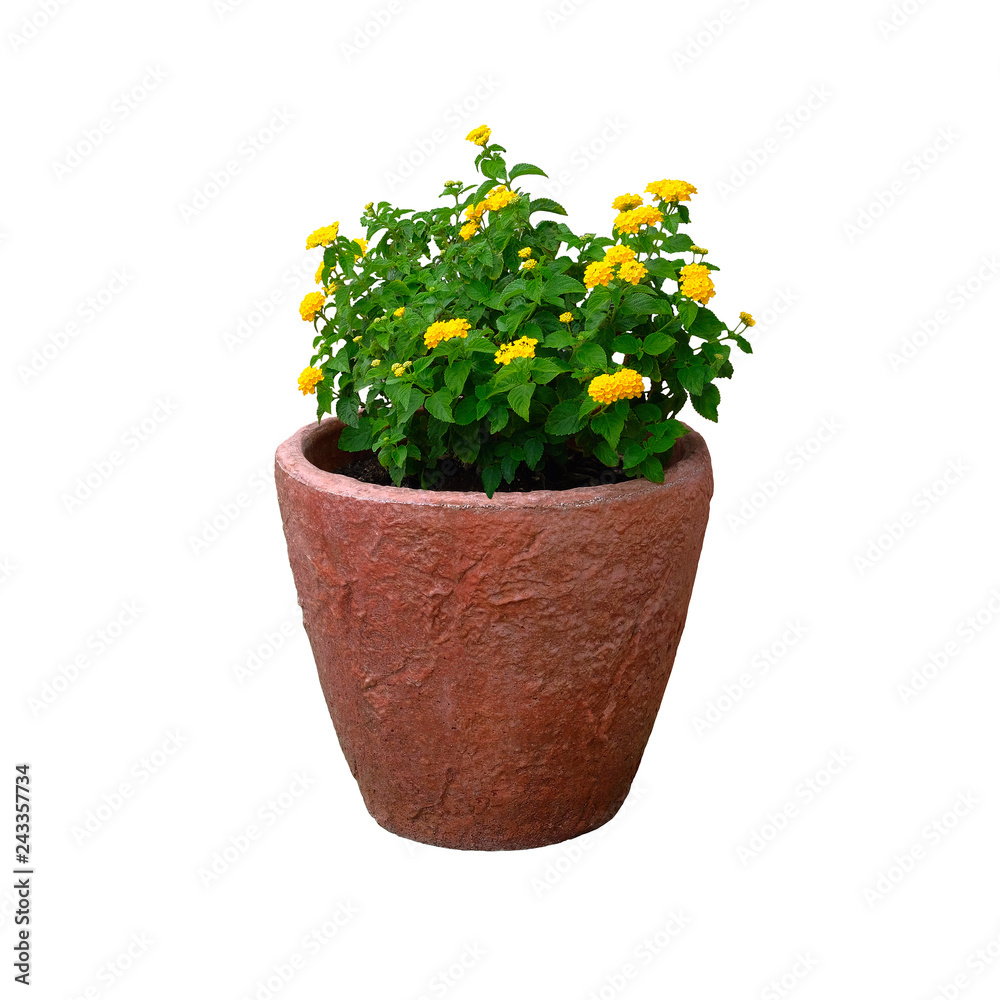 Pot with bush of green plant with yellow flowers for landscape design, isolated on white background. Bush with fresh juicy leaves in terracotta pot.
