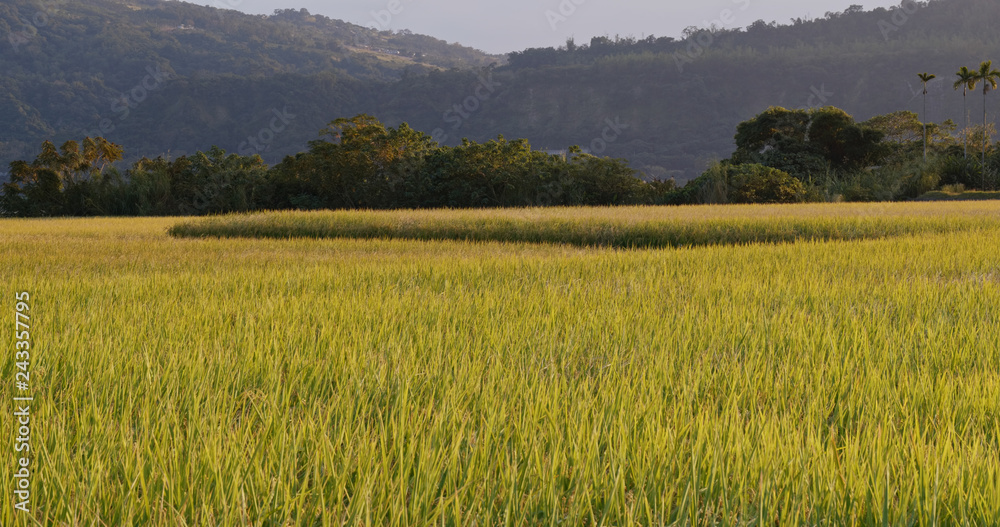 Fresh rice field