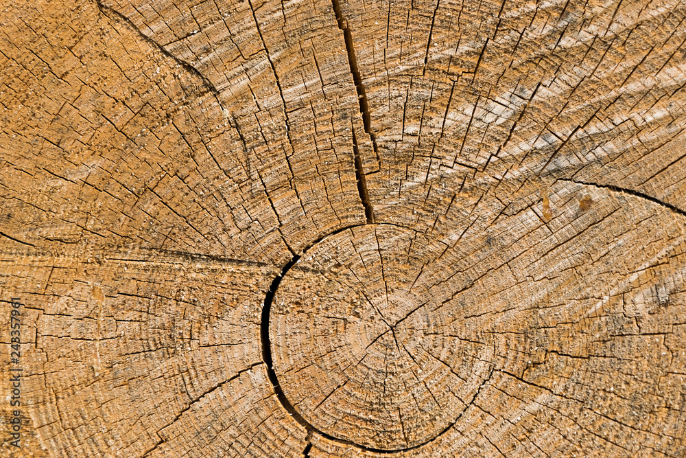 Fototapeta premium Closeup wood crack for background texture