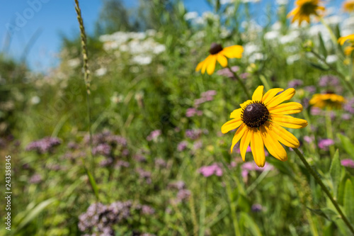 Selective focus photo on a black eye Susan flower  among a field of various wildflowers