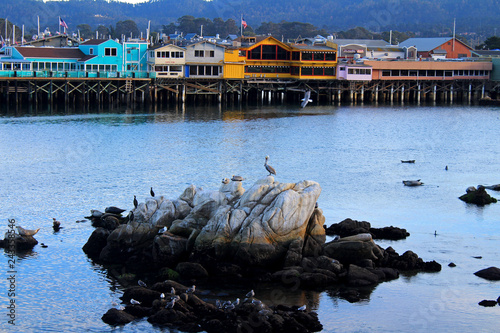 Monterey California USA Highwayy 1 Pacific Ocean Pelican Seal photo