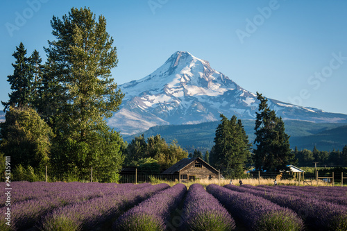 Lavender flower field near Mt. Hood in Oregon, with an abandoned barn.
