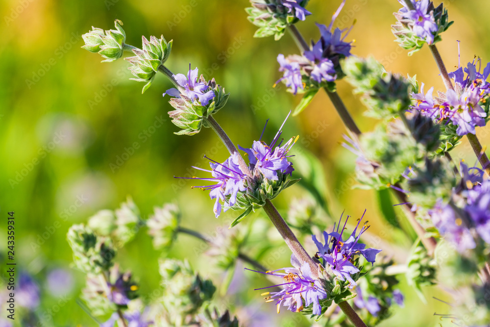 Cleveland sage (Salvia clevelandii) flowers growing on a meadow meadow in spring, California Cleveland sage (Salvia clevelandii) flowers growing on a meadow meadow in spring, California