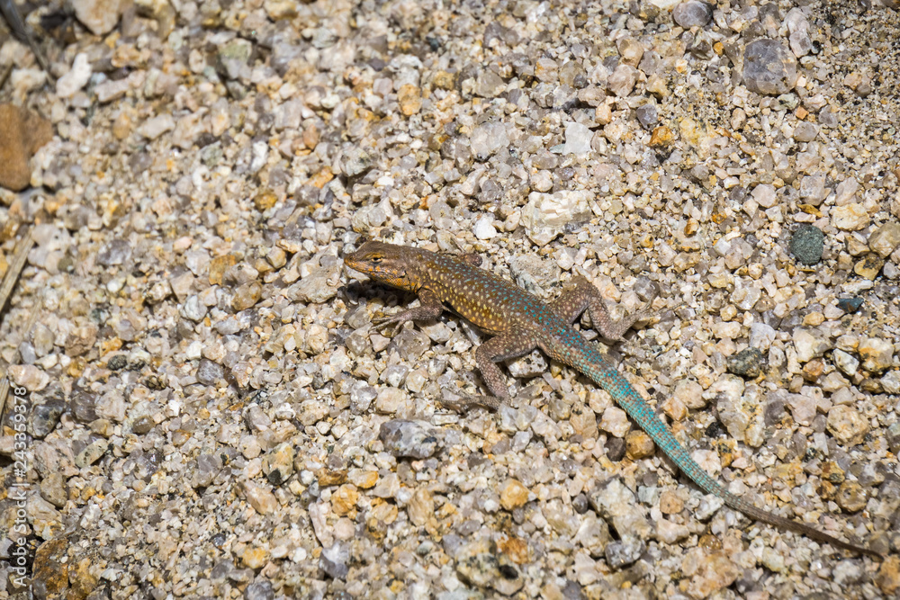 Close up of common side-blotched lizard (Uta stansburiana), Joshua Tree National Park, California Close up of common side-blotched lizard (Uta stansburiana), Joshua Tree National Park, California